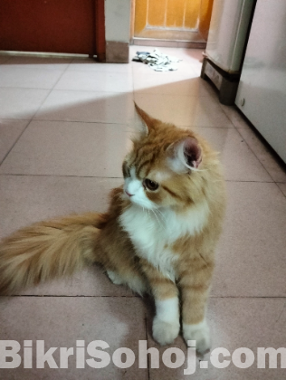 Persian Male Cat